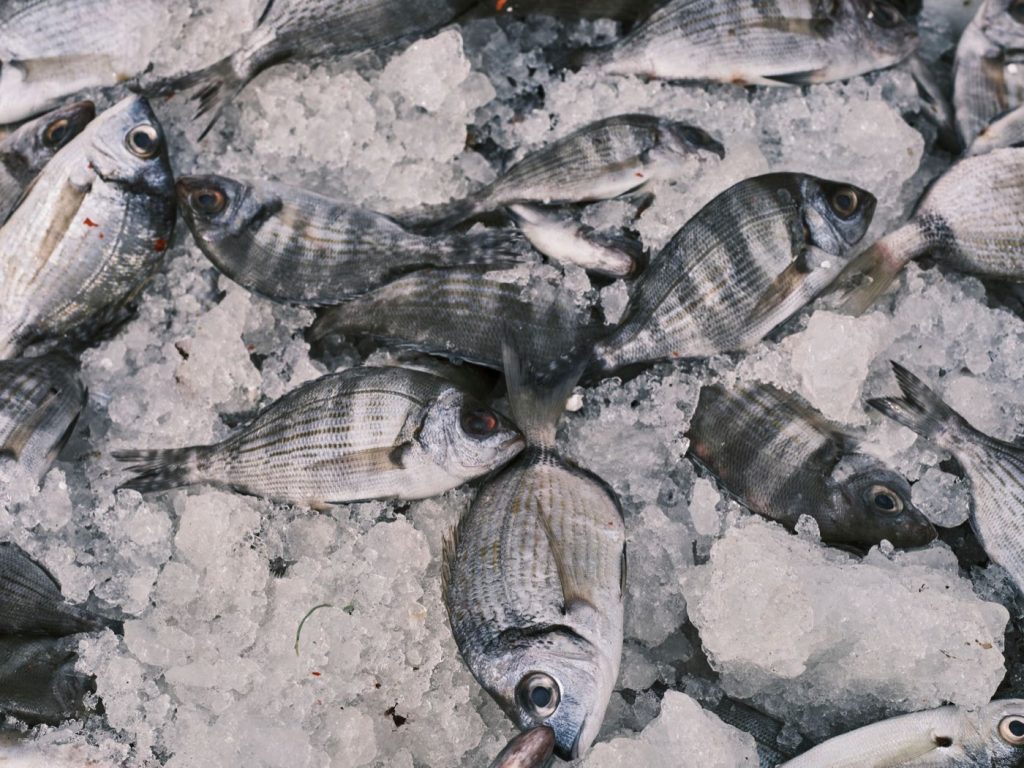 Saler et conserver le poisson frais à la maison